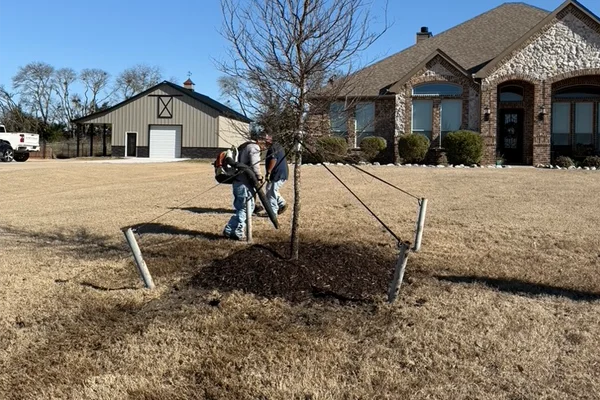 professional lawn maintenance in van alstyne tx